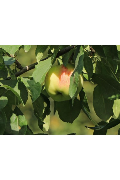 Яблуня Мельба зелені плоди